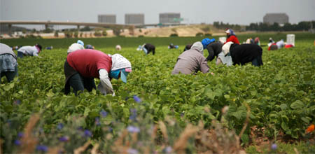 Población Ocupada y Tasa de Ocupación. Datos EPA, II Trimestre 2020